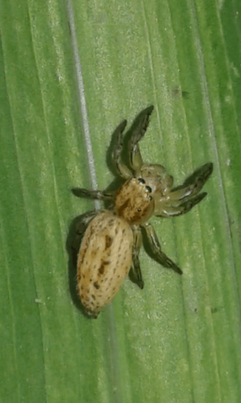 Salticidae:  Marpissa cfr. radiata